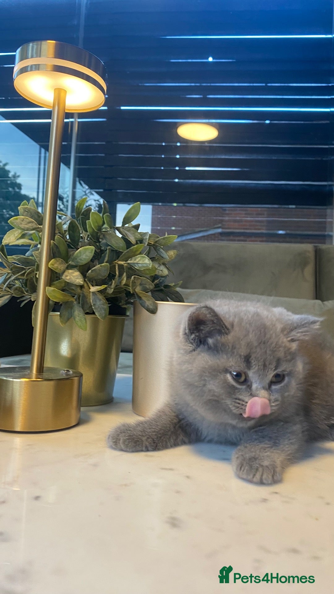 British Shorthair cats 💕🐾Last 2 Rare GORGEOUS PEDIGREE BSH KITTENS 🐱💕 - Advert 2