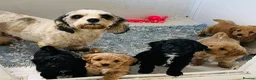 Cavachon dogs for sale: Outstanding Cavapoochon Puppies  - Advert 11