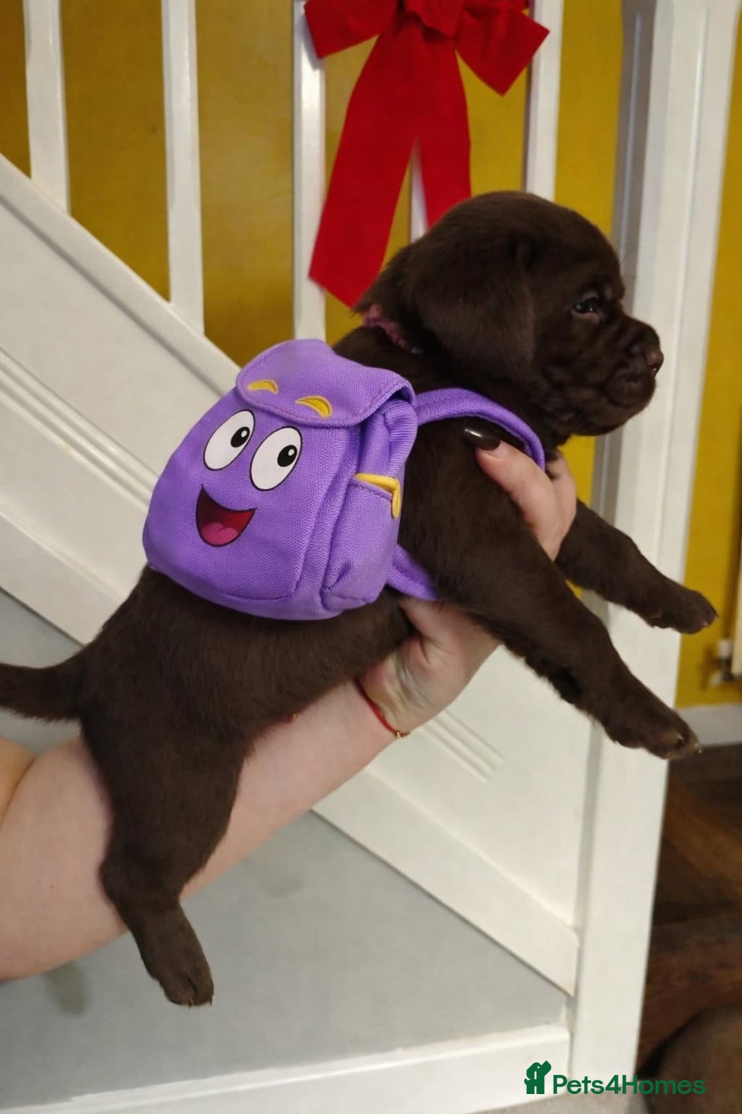 Labrador Retriever dogs for sale: Chocolate Labrador Retriever Puppies-Family Raised - Advert 21