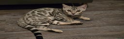 Bengal cats for sale:  Championship Bengal Kittens  - Advert 18