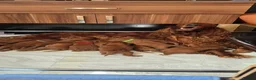 Irish Setter dogs for sale: KC Registered Beautiful Irish Setter Puppies  - Advert 4
