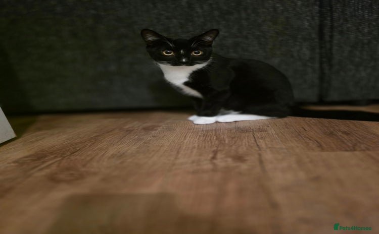 Mixed Breed cats - Advert 7