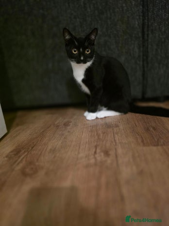 Mixed Breed cats - Advert 7