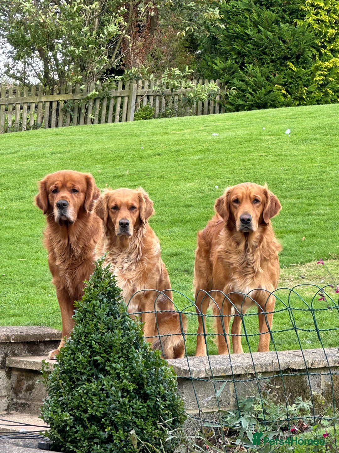 Golden Retriever dogs for sale: Fox Red Golden Retriever Puppies in Honiton - Image 9