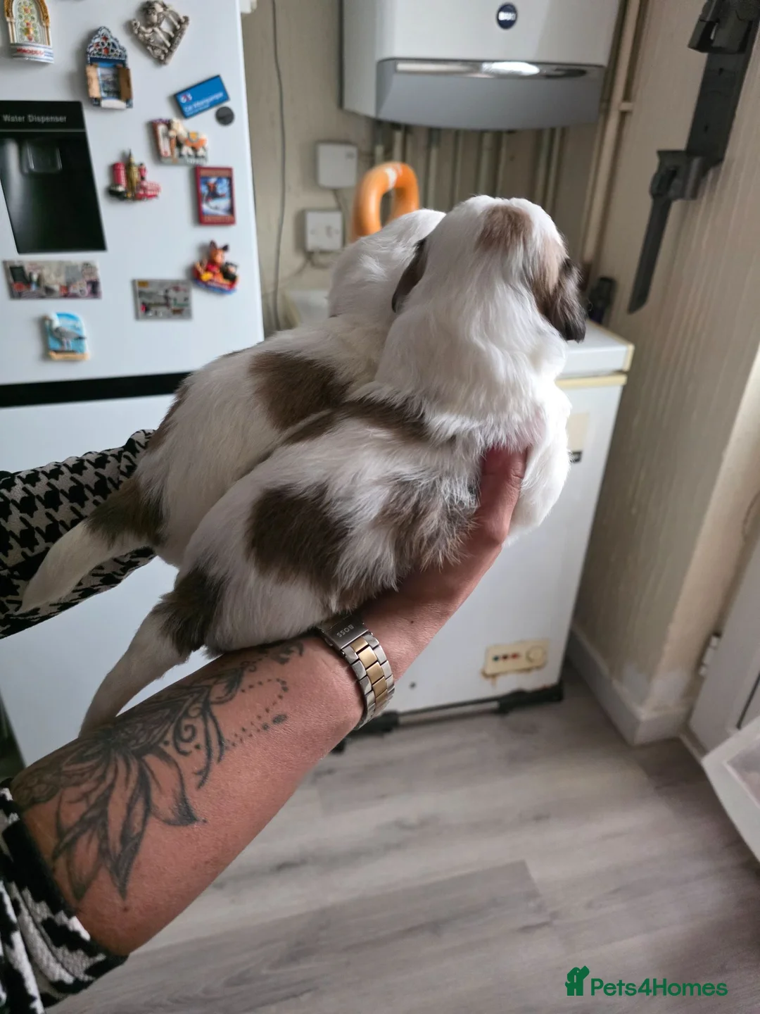Zuchon dogs for sale: Zuchon puppies for sale in Corby - Advert 2