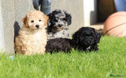 Poochon dogs for sale: F1 Poochon puppies For Sale  - Image 25