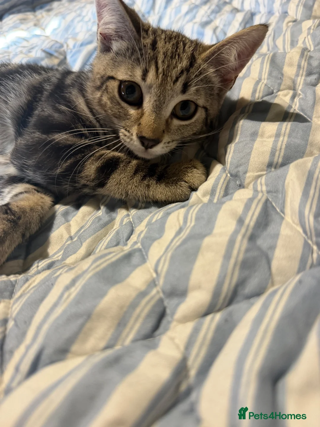 Mixed Breed cats for sale: 2 beautiful kittens - Advert 2