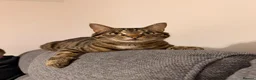 Domestic Shorthair cats for sale: Rehoming 2 male cats - Advert 6