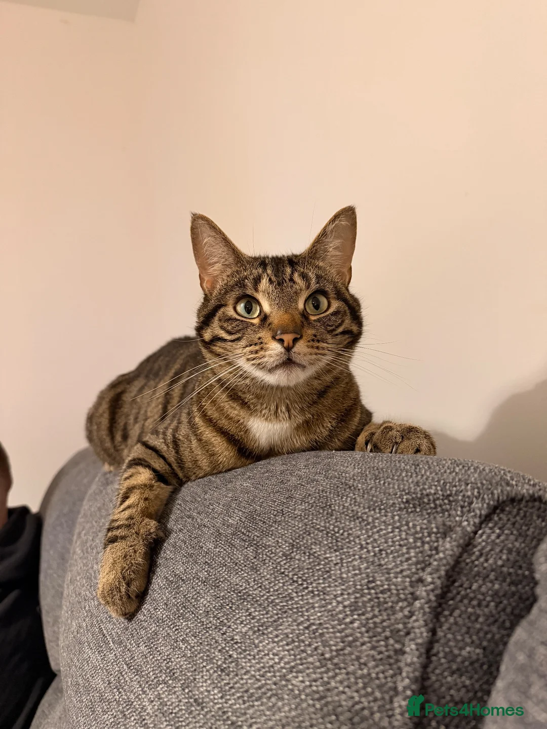 Domestic Shorthair cats for sale: Rehoming 2 male cats - Advert 6