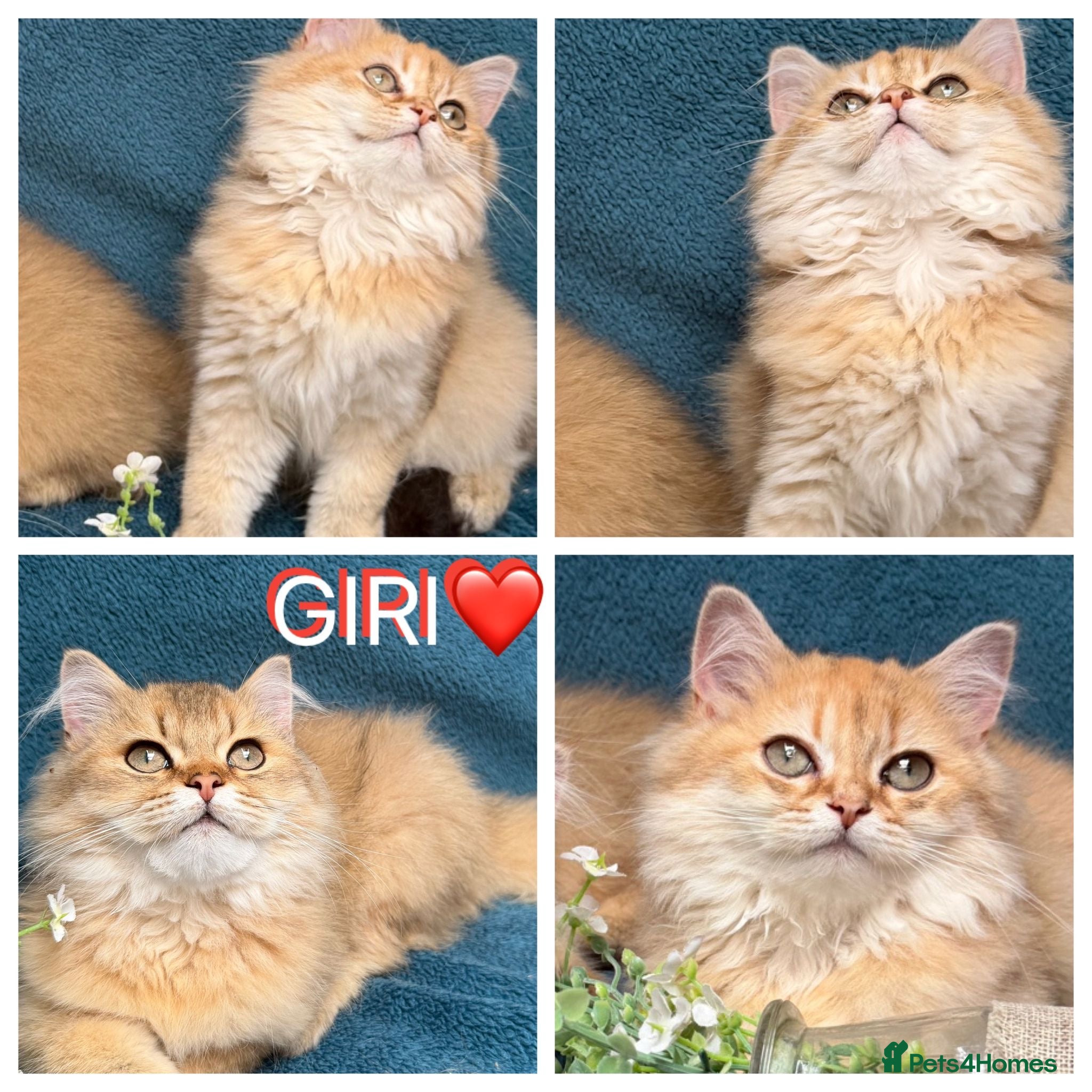 British Longhair cats for sale: ✨TICA REGISTERED GOLDEN LONGHAIR KITTENS✨ - Advert 3