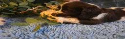 English Springer Spaniel dogs for sale: Outstanding Home Reared KC 5 ⭐️ Vetted Ready now  - Advert 29