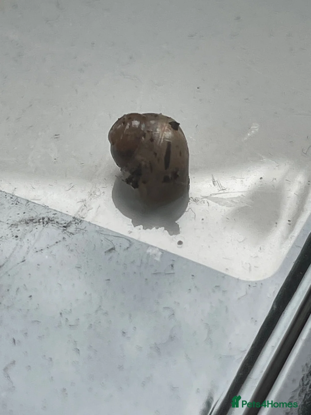 Snails invertebrates for sale: Baby Giant African Lands Snails - Advert 2