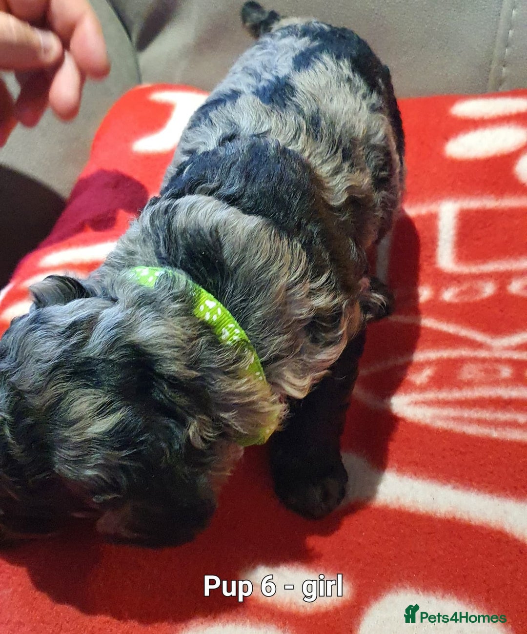 Labradoodle dogs for sale: F1B Miniature Labradoodles - Advert 9