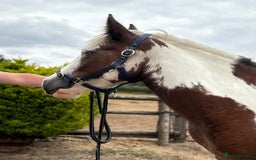 Irish Cob horses for sale: What a super little Coblet  - Image 3