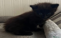 Mixed Breed cats for sale: 4 Russian Blue X Norwegian Forest Cross Kittens - Image 4