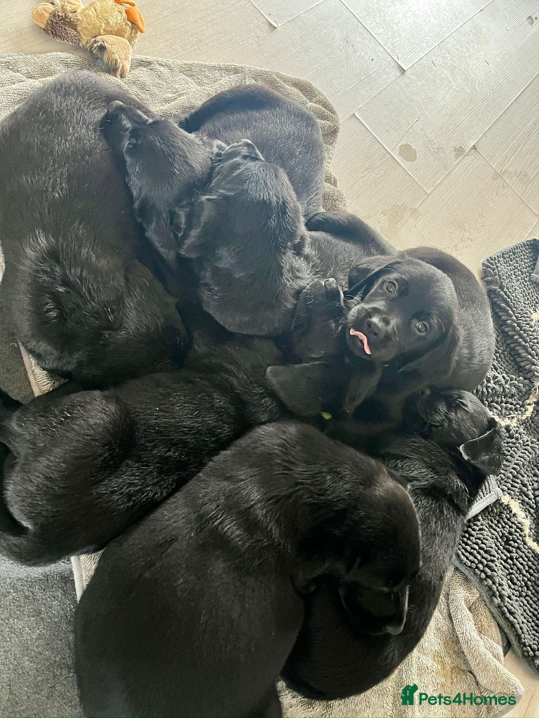 Goldador dogs for sale: Goldador puppies for sale  - Image 5