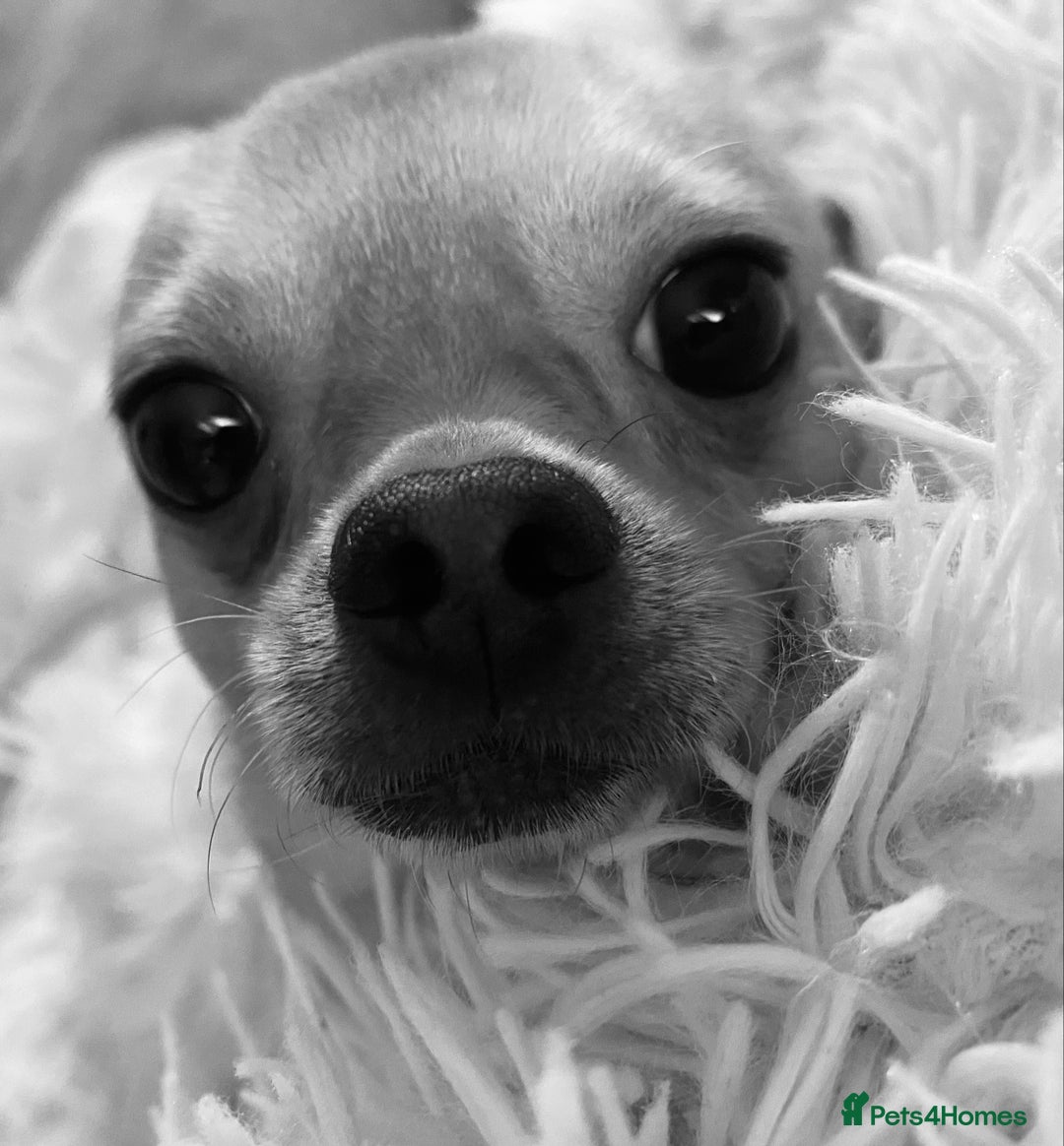 Chihuahua dogs for sale: Tiny Fawn Male Chihuahua  - Advert 4