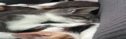 Domestic Shorthair cats for sale:     Beautiful kittens Looking for Loving Homes - Advert 16