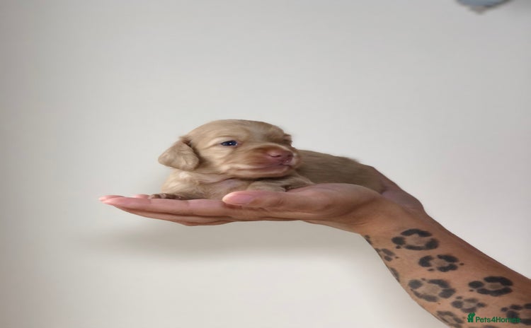 Miniature Dachshund dogs - Advert 4
