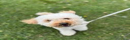 Cavapoochon dogs for sale: Cavapoochon Girl  - Advert 3