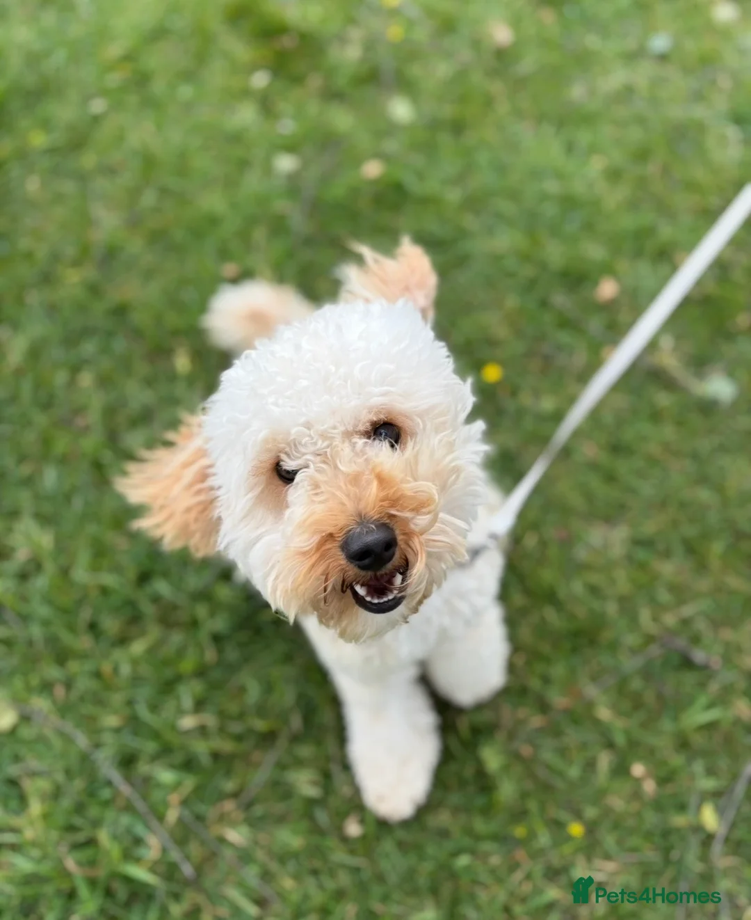 Cavapoochon dogs for sale: Cavapoochon Girl  - Advert 3