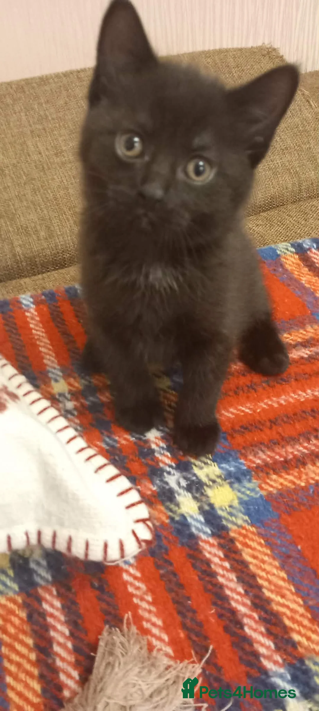 Mixed Breed cats for sale: Kitten  - Advert 8