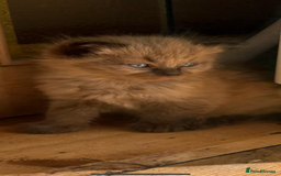 Ragdoll cats for sale: Pedigree Mink Ragdoll kittens  - Image 9