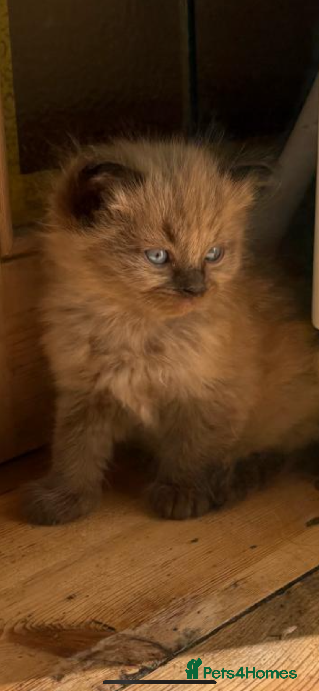Ragdoll cats for sale: Pedigree Mink Ragdoll kittens  - Image 9