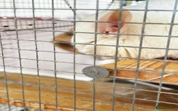 Chinchilla rodents for sale: Milo & Phoebe  - Image 4