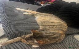 Mixed Breed cats for sale: 3 beautiful fluffy kittins  - Image 17