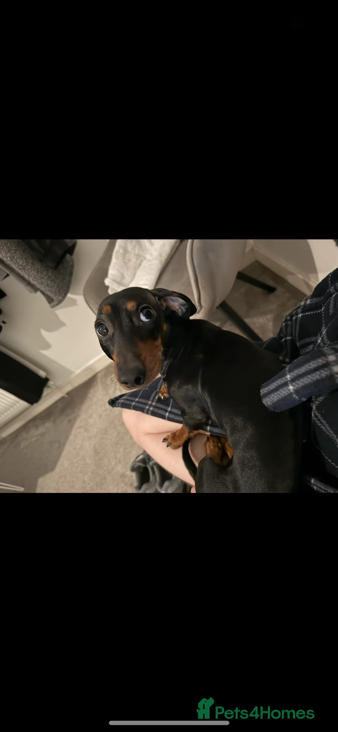 Miniature Dachshund dogs for sale: Female miniature dachshund  - Advert 11