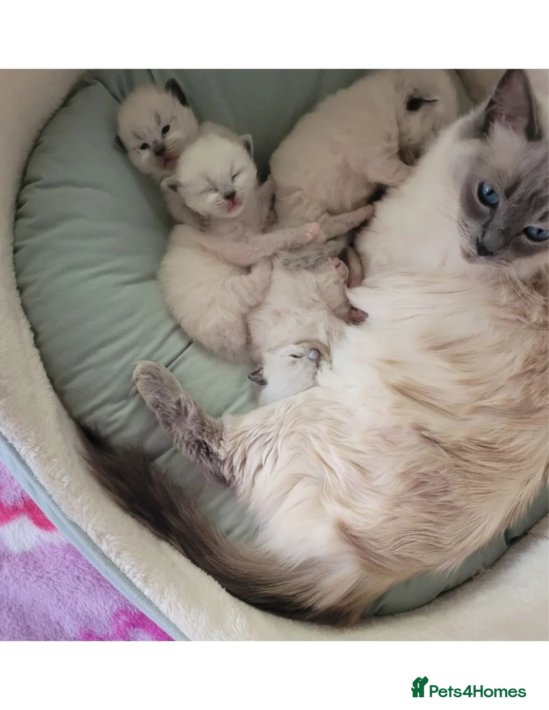 Ragdoll cats for sale: 🐱 Beautiful Ragdoll Kittens For Sale 🐱 - Advert 2