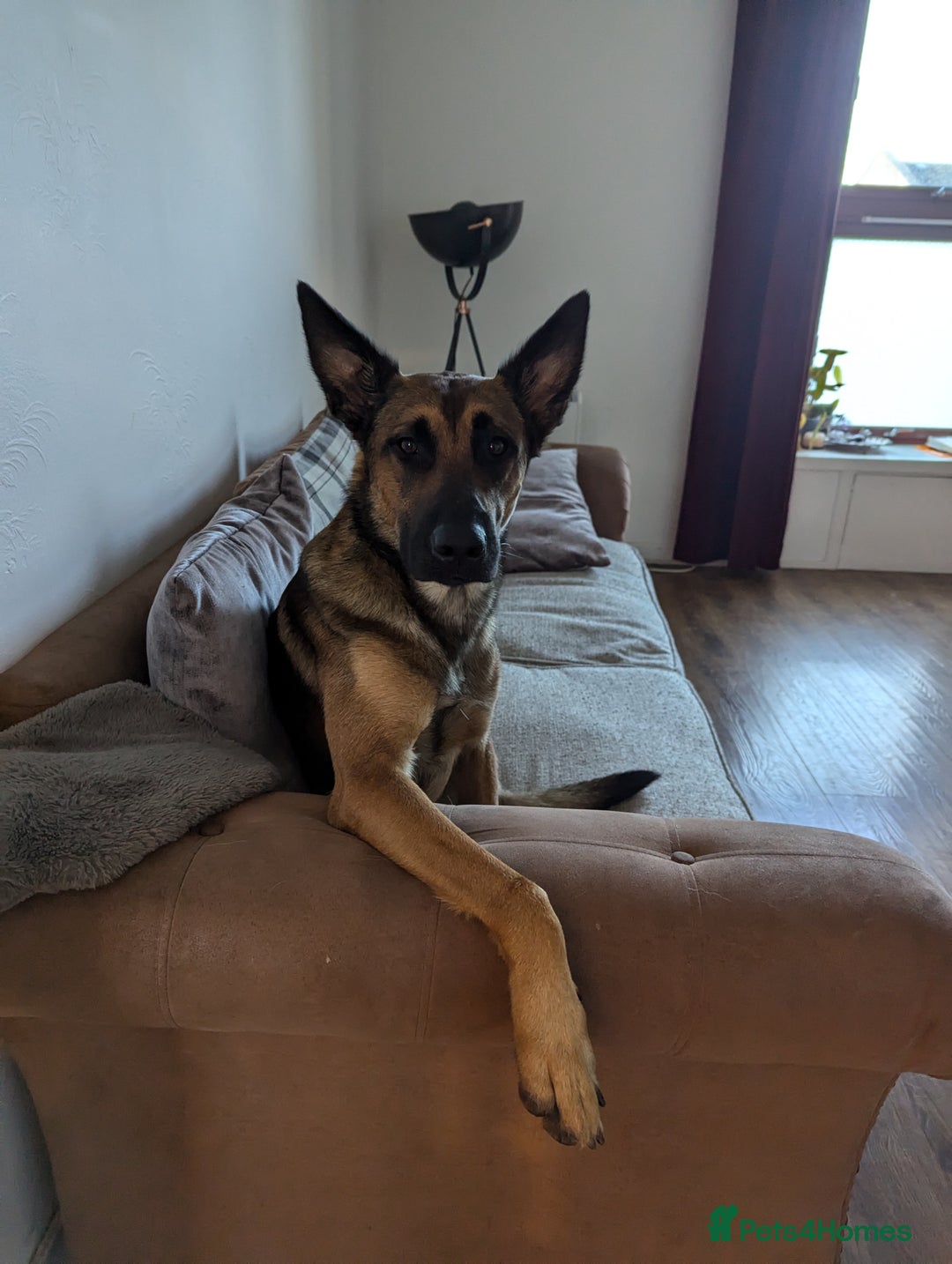 Belgian Shepherd Dog dogs for sale: Belgian Malinois For Sale - Image 5