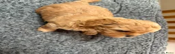 Mixed Breed dogs for sale: Cookie - Advert 13