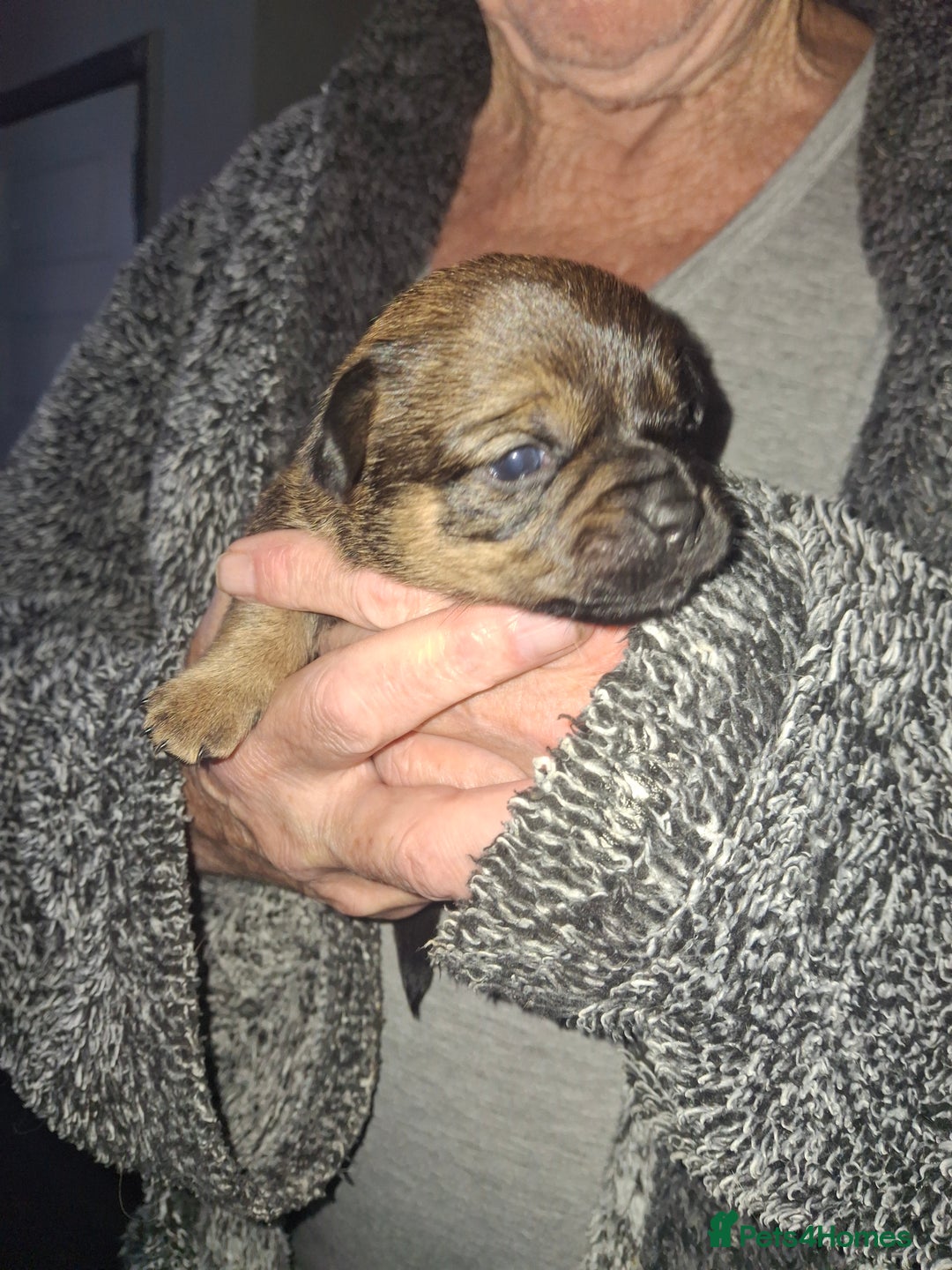 Mixed Breed dogs for sale: Male puppies - Advert 2