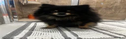 Pomeranian dogs for sale: Pomeranian - Advert 5
