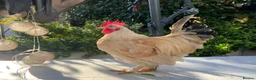 Mixed Breed poultry for sale: 3 beautiful Roosters raised by hand - Advert 2