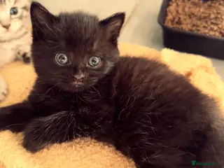 Mixed Breed cats 🐾 1 Gorgeous Male Kitten for Loving Home🐾 - Advert 1