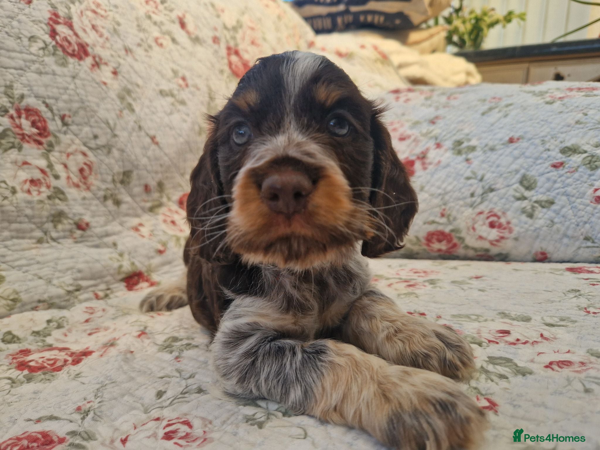 Cocker Spaniel dogs Roan Cocker Spaniel Puppies for Sale - Advert 1