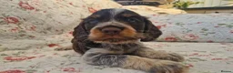 Cocker Spaniel dogs for sale: Roan Cocker Spaniel Puppies for Sale - Advert 1