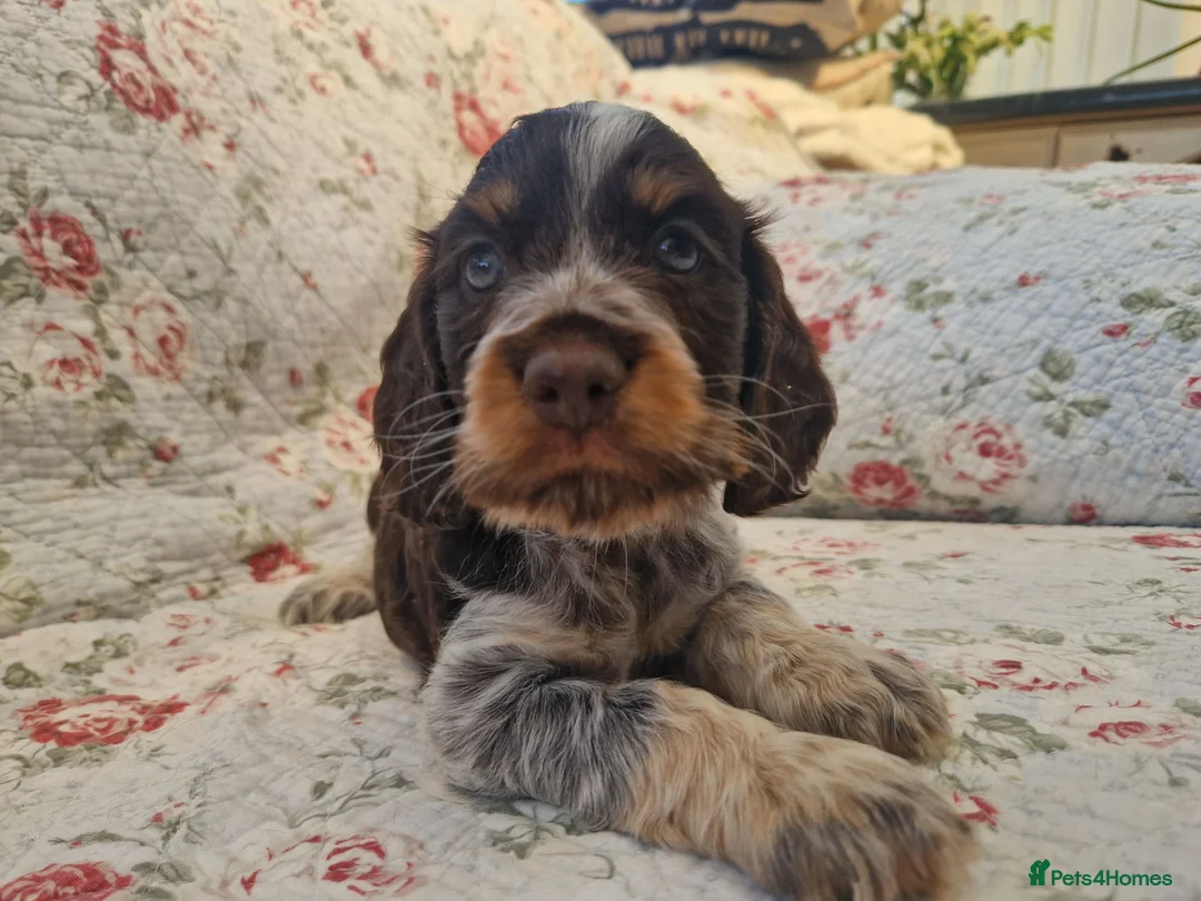 Cocker Spaniel dogs for sale: Roan Cocker Spaniel Puppies for Sale - Advert 1