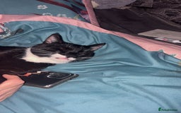 Mixed Breed cats for sale: 4 beautiful black and white kittens - Image 3