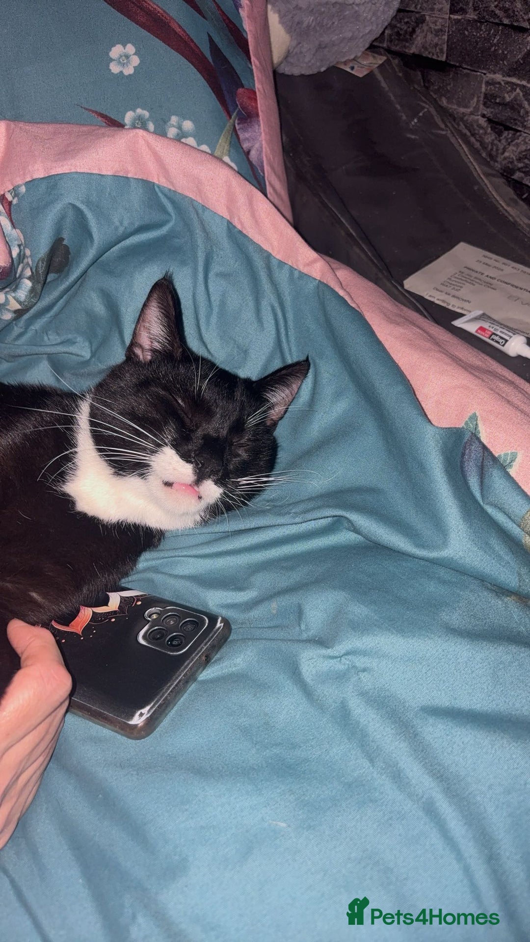 Mixed Breed cats for sale: 4 beautiful black and white kittens - Image 3