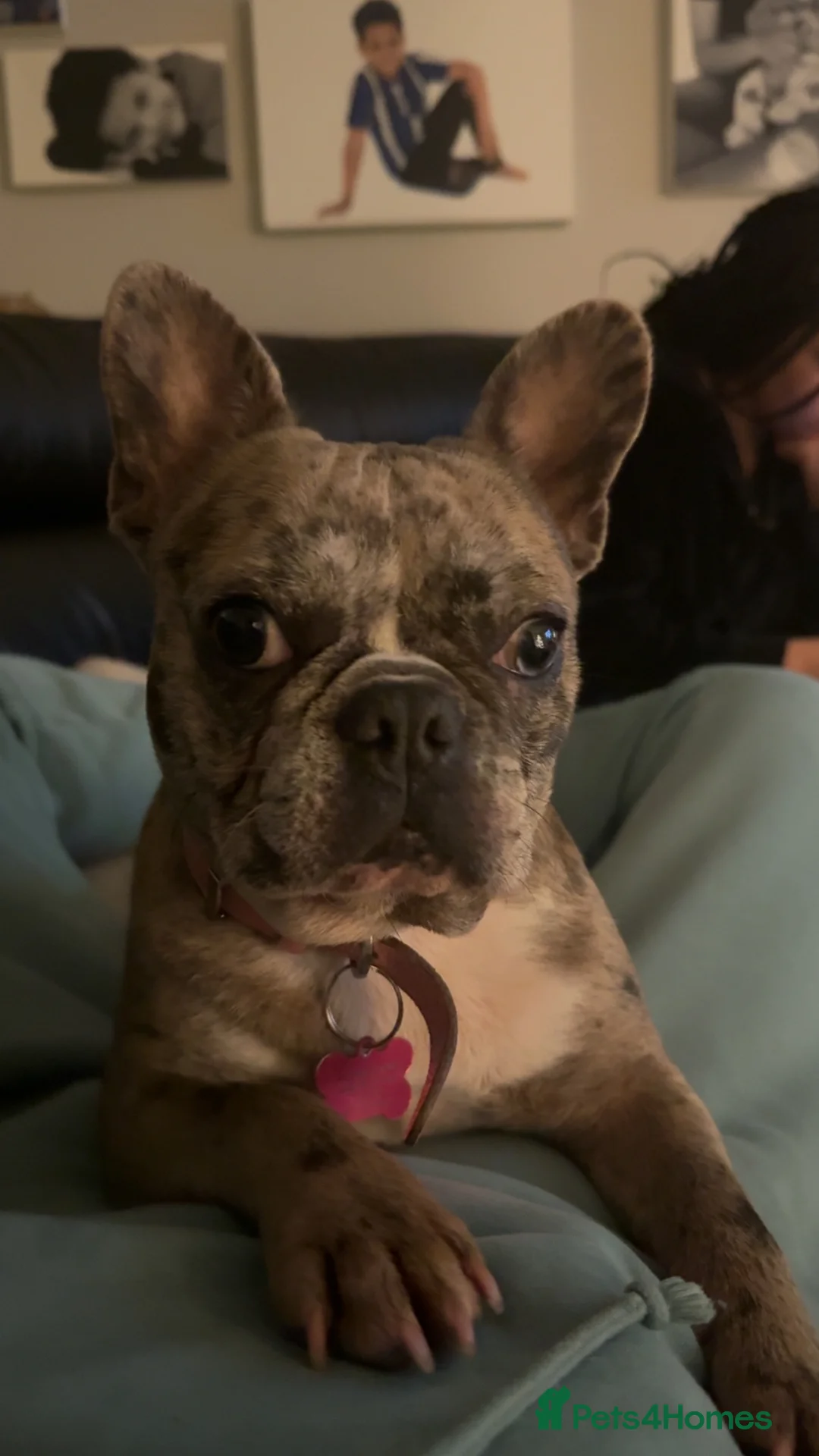 French Bulldog dogs for sale: Litter of 6 raised by a family with children  - Advert 3