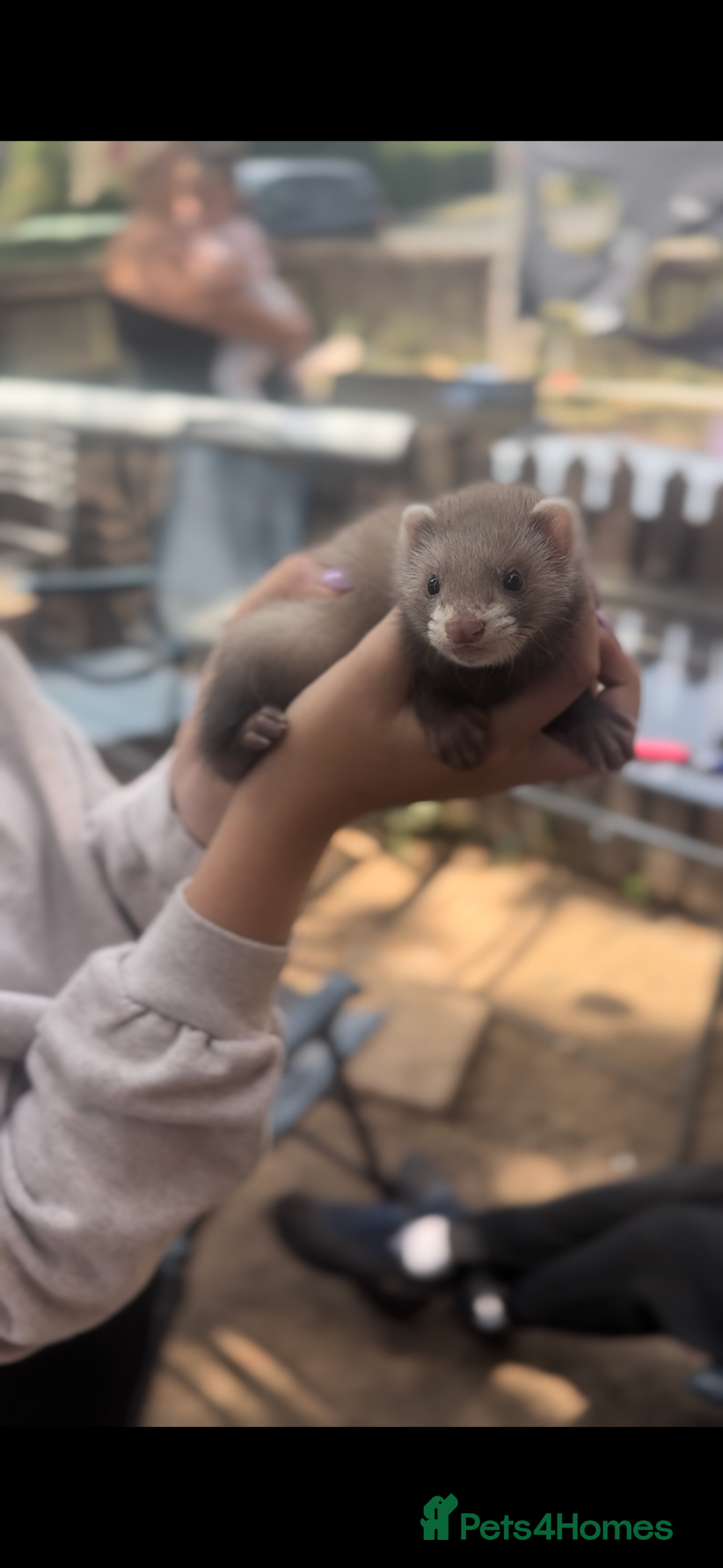 Ferret rodents for sale: Baby ferrets - Image 5