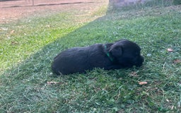 Glen of Imaal Terrier dogs for sale: Beautiful Glen of Imaal Terrier Puppies - Image 8