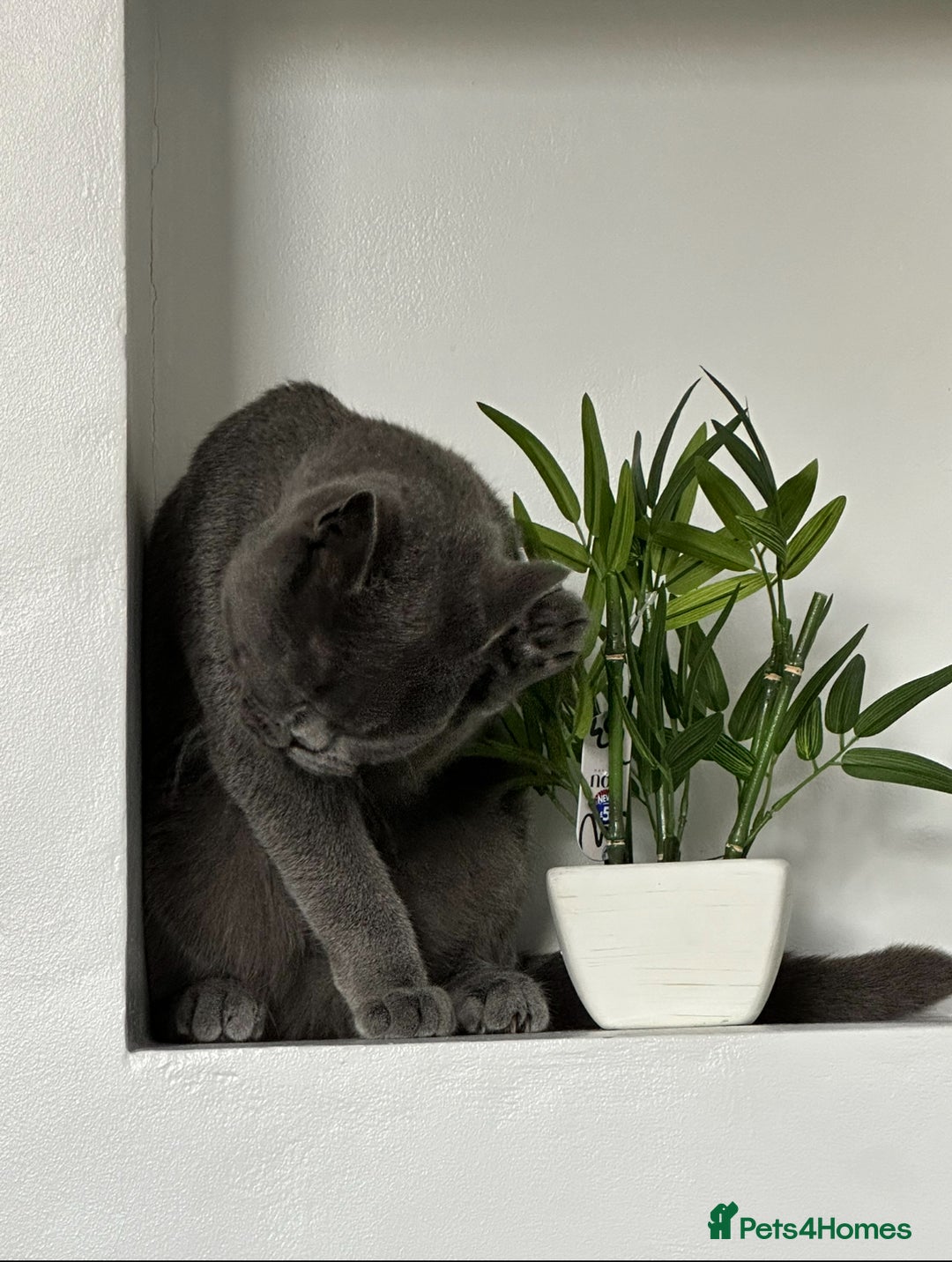 British Shorthair cats for sale: Grey British short hair, 2 years and 8 months old - Advert 4