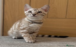 Bengal cats for sale: 🩶Stunning Silver Mink🩶 Bengal Male TICA Reg - Image 7