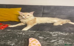 Maine Coon cats for sale: 3 Maine Coon kittens  - Advert 11