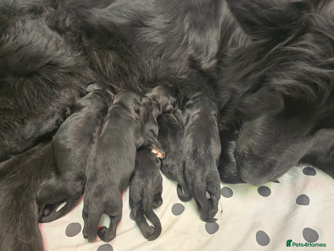 German Shepherd dogs for sale: Top Quality KC Black Long Hair German Shepherd  - Advert 16